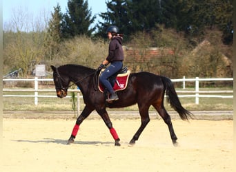 Koń angloarabski, Wałach, 5 lat, 163 cm, Skarogniada