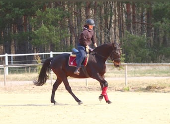 Koń angloarabski, Wałach, 5 lat, 163 cm, Skarogniada