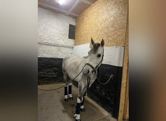 Koń angloarabski, Wałach, 6 lat, 146 cm, Siwa