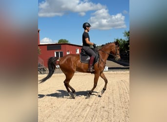 Koń angloarabski Mix, Wałach, 6 lat, 161 cm, Gniada