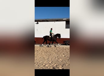 Koń angloarabski Mix, Wałach, 6 lat, 163 cm, Kara