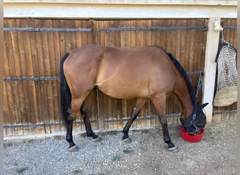 Koń angloarabski, Wałach, 7 lat, 164 cm, Gniada
