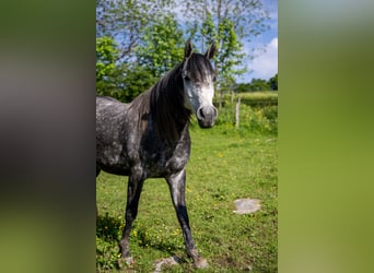 Koń angloarabski, Wałach, 9 lat, 160 cm, Może być siwy