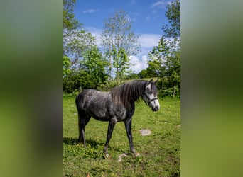 Koń angloarabski, Wałach, 9 lat, 160 cm, Może być siwy