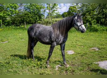 Koń angloarabski, Wałach, 9 lat, 160 cm, Może być siwy