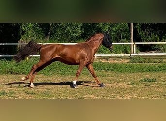 Koń angloarabski, Wałach, 15 lat, 166 cm, Cisawa