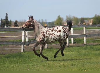 Koń angloarabski Mix, Wałach, 3 lat, 164 cm, Tarantowata