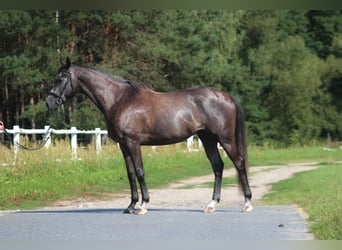 Koń angloarabski, Wałach, 4 lat, 168 cm, Karosiwa