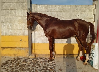 Koń angloarabski Mix, Wałach, 5 lat, 173 cm, Cisawa