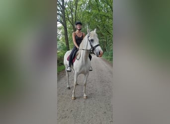 Koń angloarabski, Wałach, 6 lat, 160 cm, Siwa