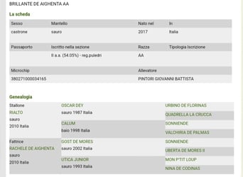 Koń angloarabski, Wałach, 8 lat, 160 cm, Kasztanowata