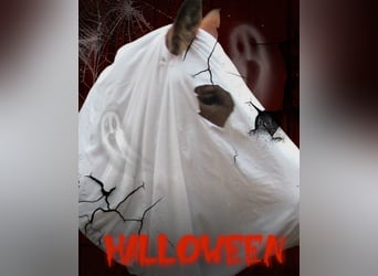 Koń ardeński, Klacz, 2 lat, 155 cm, Gniada