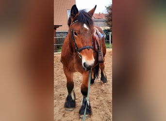 Koń ardeński, Klacz, 2 lat, 155 cm, Gniada