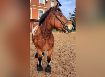 Koń ardeński, Klacz, 2 lat, 155 cm, Gniada