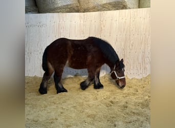 Koń ardeński, Klacz, 3 lat, 152 cm, Gniada