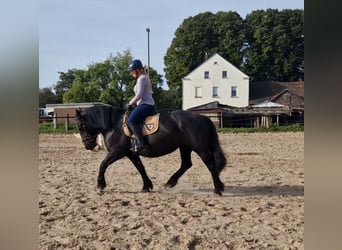 Koń ardeński Mix, Klacz, 4 lat, 154 cm, Kara