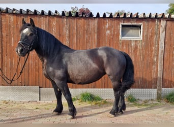 Koń ardeński Mix, Klacz, 4 lat, 154 cm, Kara