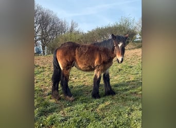 Koń ardeński, Ogier, 1 Rok, 160 cm