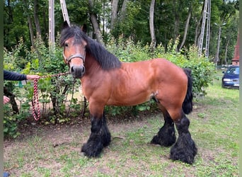 Koń ardeński, Ogier, 6 lat, Gniada