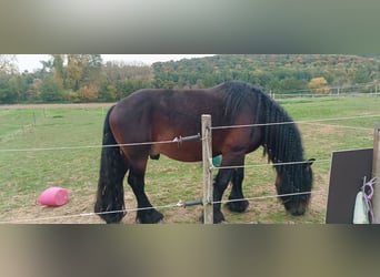 Koń ardeński Mix, Ogier, 7 lat, 170 cm, Gniada