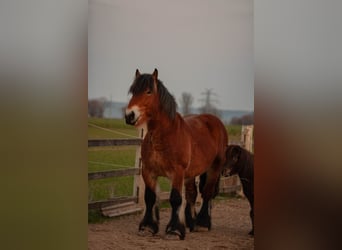 Koń ardeński, Ogier, 5 lat, 160 cm, Gniada