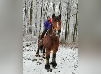 Koń ardeński, Wałach, 7 lat, 170 cm, Gniada