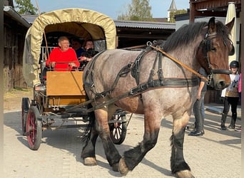 Koń ardeński, Wałach, 8 lat, 172 cm, Formy Brown Falb