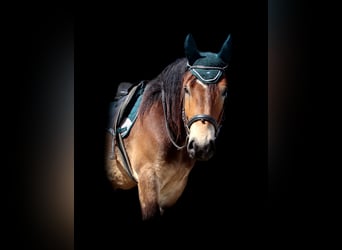 Koń ardeński, Wałach, 3 lat, 160 cm, Gniada
