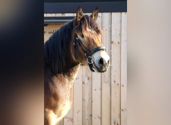 Koń ardeński, Wałach, 3 lat, 160 cm, Gniada