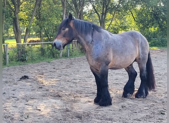 Koń ardeński, Wałach, 8 lat, 173 cm