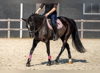 Koń aztecki Mix, Klacz, 15 lat, 147 cm, Kara