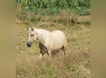 Koń aztecki, Klacz, 2 lat, 158 cm, Izabelowata