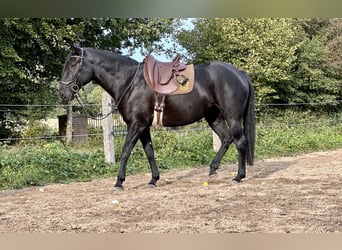 Koń aztecki, Klacz, 4 lat, 162 cm, Kara