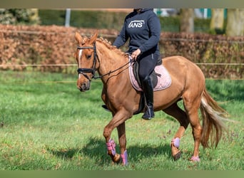 Koń aztecki Mix, Klacz, 5 lat, 146 cm, Kasztanowata