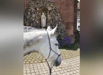 Koń aztecki, Klacz, 6 lat, 156 cm, Siwa jabłkowita