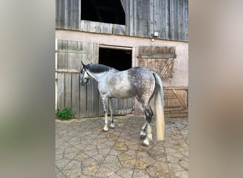 Koń aztecki, Klacz, 6 lat, 156 cm, Siwa jabłkowita