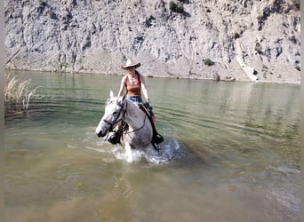 Koń aztecki, Klacz, 8 lat, 152 cm, Siwa w hreczce