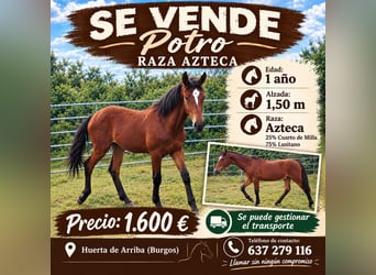 Koń aztecki, Ogier, 1 Rok, 150 cm, Gniada