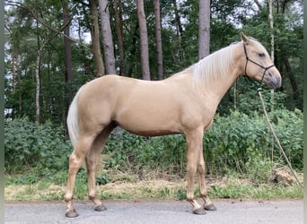 Koń aztecki, Ogier, 2 lat, 160 cm, Izabelowata