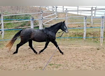 Koń aztecki, Ogier, 4 lat, 154 cm, Kara