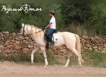 Koń aztecki, Ogier, 4 lat, 157 cm, Perlino