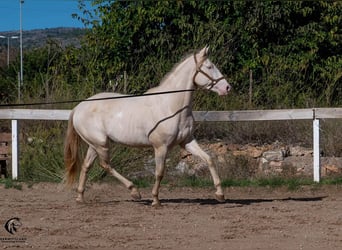 Koń aztecki, Ogier, 4 lat, 157 cm, Perlino