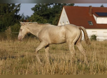 Koń aztecki, Ogier, Źrebak (05/2026), 158 cm, Szampańska