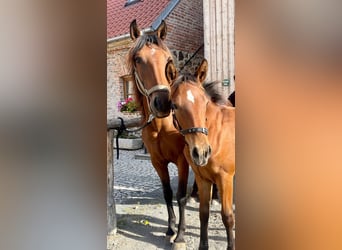Koń aztecki, Ogier, Źrebak (04/2023), Gniada