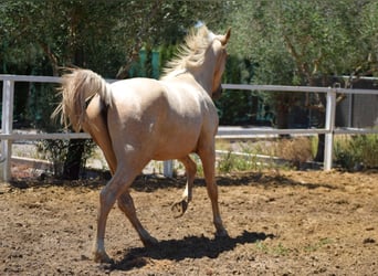 Koń aztecki, Wałach, 3 lat, 162 cm, Perłowa