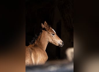 Koń aztecki, Wałach, Źrebak (01/2025)