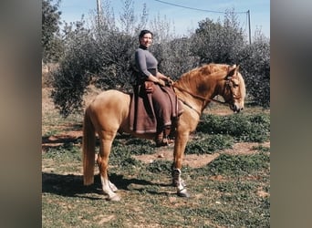Koń aztecki, Wałach, 9 lat, 156 cm, Szampańska