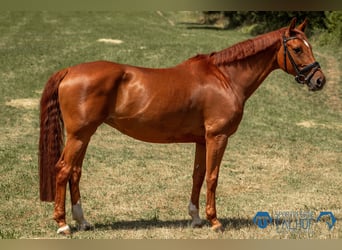 Koń badeńsko-wirtemberski, Klacz, 10 lat, 167 cm, Kasztanowata