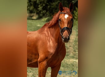 Koń badeńsko-wirtemberski, Klacz, 10 lat, 167 cm, Kasztanowata