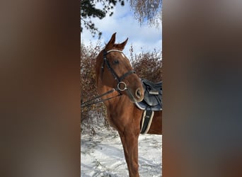 Koń badeńsko-wirtemberski, Klacz, 11 lat, 165 cm, Kasztanowata